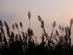 -梁鸿国家湿地公园