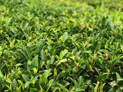 景点-雪绿茶博物馆