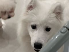-共舞时光猫咖·狗咖(新街口店)
