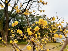 -无锡梅园公园