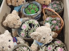 -循礼门鲜花花市(武汉循礼门店)