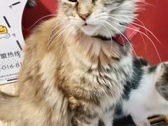 -猫色咖啡·猫咖