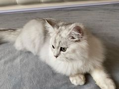 -猫大福·Fortune Cat猫舍(百子湾店)