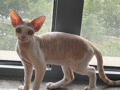 -瑞派福兴宠物医院犬猫全科·骨科·中西医结合(河东店)