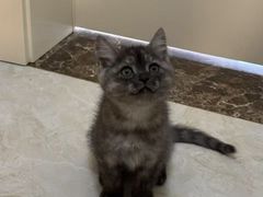 -魏家凉皮(翟营南大街店)