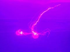 -多彩贵州城极地海洋世界