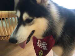 -Husky Go! 哈士奇体验馆·宠物咖啡厅狗咖