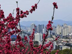 -金鸡山公园