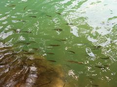 -小七孔景区-六十八级跌水瀑布