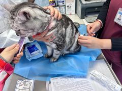 -纳吉亚猫专科动物诊疗中心(蒋宅口分院)