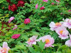 -洛阳市隋唐城遗址植物园