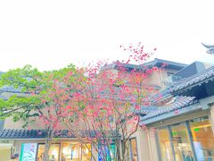 -黄山排云型旅酒店餐厅