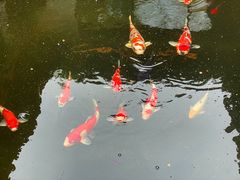 -鲤院·新中式美学·庭院餐厅(夫子庙店)