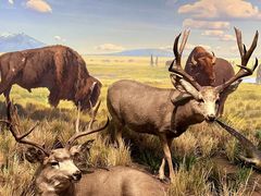 -陕西自然博物馆