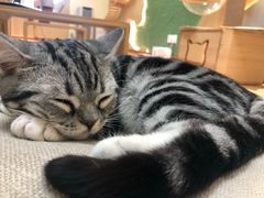 -猫和宫(六道口店)