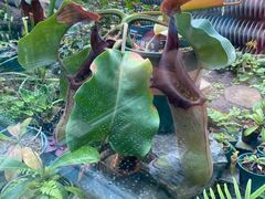 -国家植物园南园