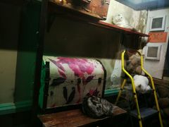 -猫咪博物馆(顶澳仔猫街店)