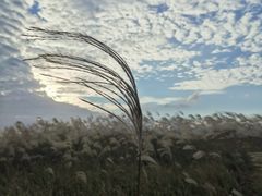 -春花秋色城市公园