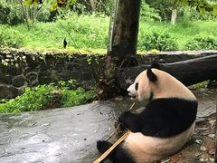 -都江堰中华大熊猫苑
