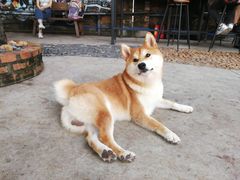 -柴犬高等学院·狗咖·柴犬售卖·宠物训练