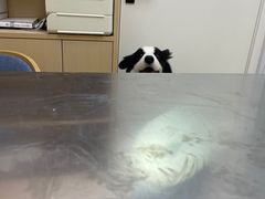 -柏萃动物医院·骨科·牙科