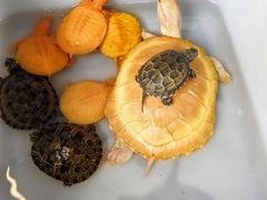 -青石桥花鸟鱼虫市场(叠翠城店)