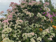 -三圣花乡旅游区