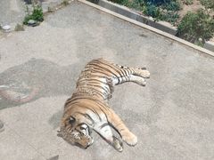 -大连森林动物园