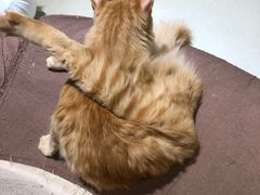 -藏猫猫咖啡主题馆(中央大道店)