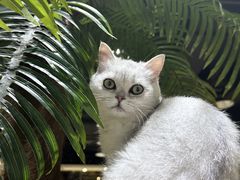 -藏猫猫咖啡主题馆(中央大道店)