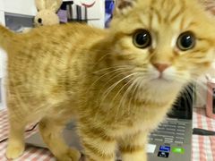 -纳吉亚猫专科动物医院博雅分院