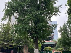 -望江楼公园