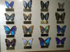 -上海昆虫博物馆