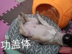 -瑞派·关忠动物医院·异宠专科·犬猫肿瘤·皮肤专科(望京店)