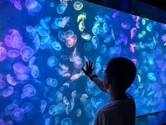 -烟台海昌鲸鲨海洋公园