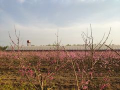 -汉长安城未央宫国家考古遗址公园