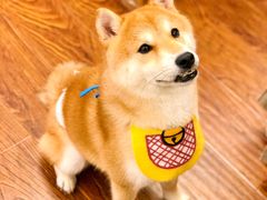 -豆柴町-柴犬主题狗咖(红鼎国际C座店)
