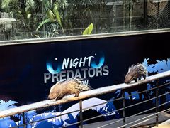 -清迈夜间动物园