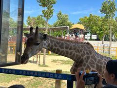 -西霞口神雕山野生动物世界