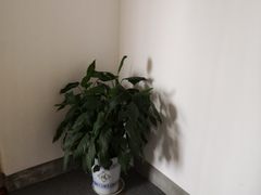 -双季花艺园艺市场(浦东店)