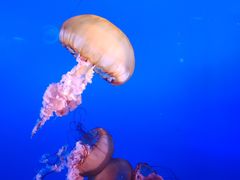 -太平洋海底世界