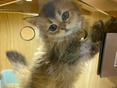 -屋虎猫馆(宝安大仟里店)