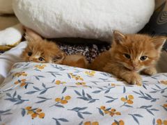 -纳吉亚猫专科动物医院博雅分院