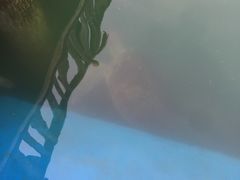 -广东惠东海龟国家级自然保护区