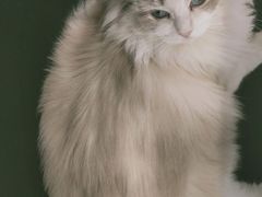 -飞行喵MR PILOT|猫舍·猫咖(静安大融城店)