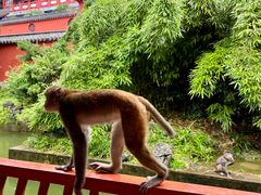 -黔灵山公园
