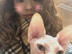 -飞行喵MR PILOT|猫舍·猫咖(静安大融城店)