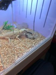 -椿树下·Tattoo纹身工作室