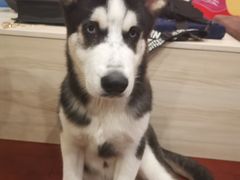 -喜柴咖啡·柴犬狗咖