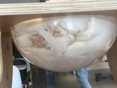 -飞行喵MR PILOT|猫舍·猫咖(静安大融城店)